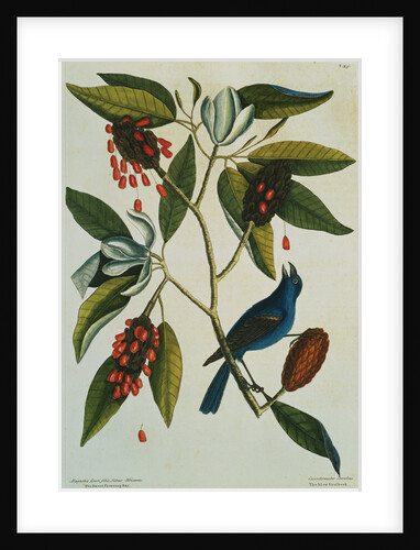 Print of a Blue Grosbeak on the Branch of a Magnolia Tree from The Natural History of Carolina, Florida and the Bahama Islands by Mark Catesby