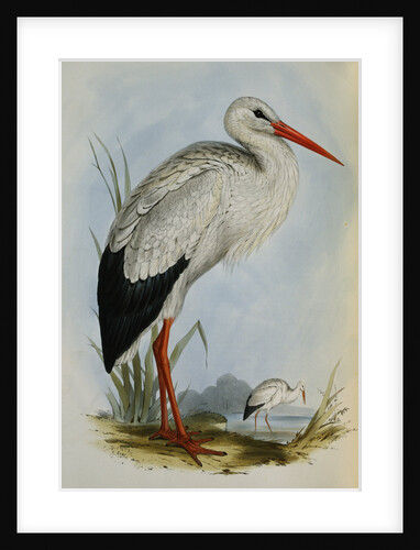 White Stork from The Birds of Europe by John Gould