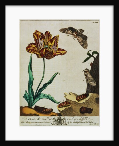 Print of Tulips and Insects from The Aurelian or Natural History of English Insects by Moses Hanis