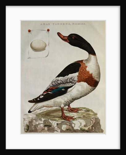 Print of an Anas Tadorna by Anonymous