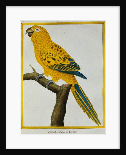 Print of a Yellow Parrot from the Natural History of Birds by George Louis Leclerc