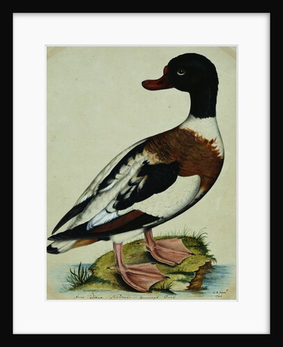 A Sheldrake by Reverend Christopher Atkinson