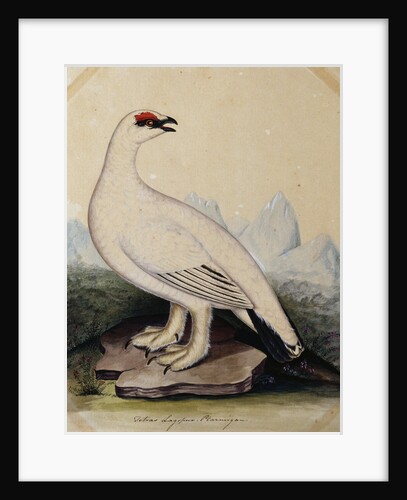 A Ptarmigan by Christopher Atkinson