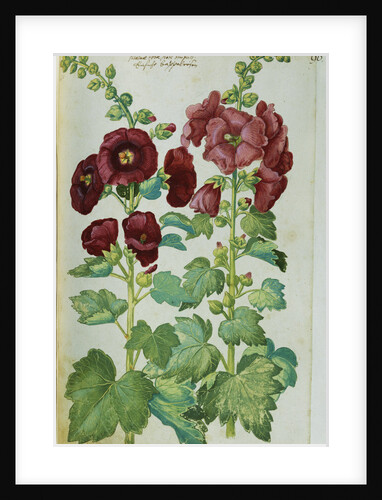 Watercolor of Hollyhocks by Joachim Camerarius the Younger