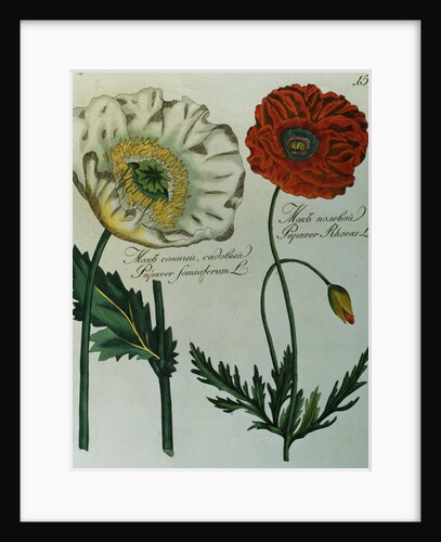 Print of Poppies from A Collection Worthy of Curiosity from the Realm of Plants by Anonymous