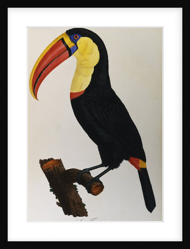 Print of a Toucan by Anonymous