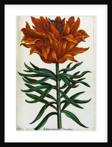 Botanical Print Florilegium Renovatum et Auctum by Anonymous