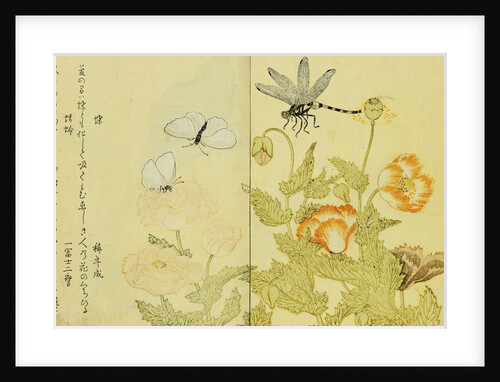 Illustration from A Picture Book of Selected Insects (Butterflies and Flowers) by Utamaro