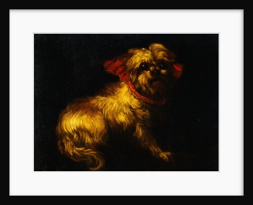 Maltese Terrier with a Red Collar by a Madrid School Painter by Anonymous