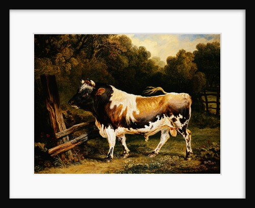 Painting of an Alderney Bull by James Ward