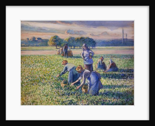 The Pea Harvest by Camille Pissarro