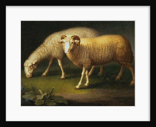 Ram and Sheep by Wenzel Peter