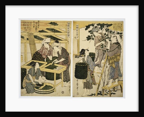 Prints Depicting the Harvesting and Preparation of Mulberry Leaves from Silkworm Culture by Women by Kitagawa Utamaro