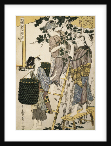 Print Depicting Women Picking Mulberry Leaves from Silkworm Culture by Women by Utamaro