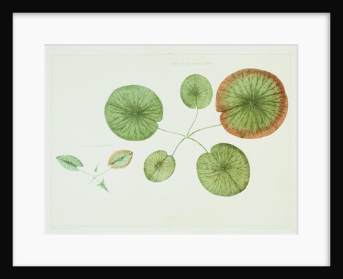 Victoria Regia or the Great Water Lily of America (Young Plants, Frontispiece) by William Sharp