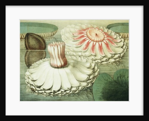 Victoria Regia or the Great Water Lily of America (Intermediate Stages of Bloom) by William Sharp