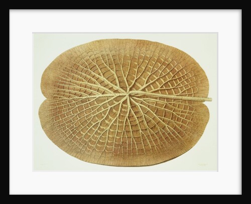 Victoria Regia or the Great Water Lily of America (Underside of Leaf) by William Sharp