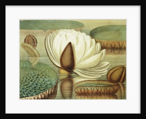 Victoria Regia or the Great Water Lily of America (Opening Flower) by William Sharp