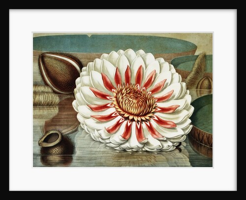 Victoria Regia or the Great Water Lily of America (Complete Bloom) by William Sharp