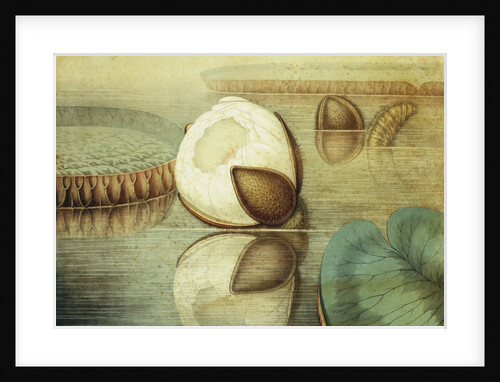 Victoria Regia or the Great Water Lily of America (View of the Form of the Flower...) by William Sharp