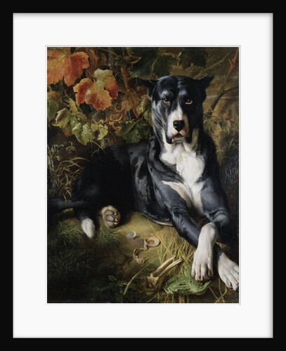 A Brindle Great Dane by Wilhelm Trautschold