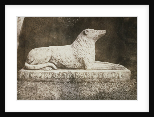 Maida by William Henry Fox Talbot