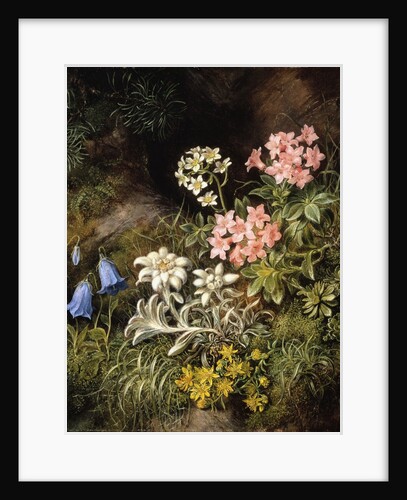 Edelweiss and Other Alpine Flowers by Theodor Petter
