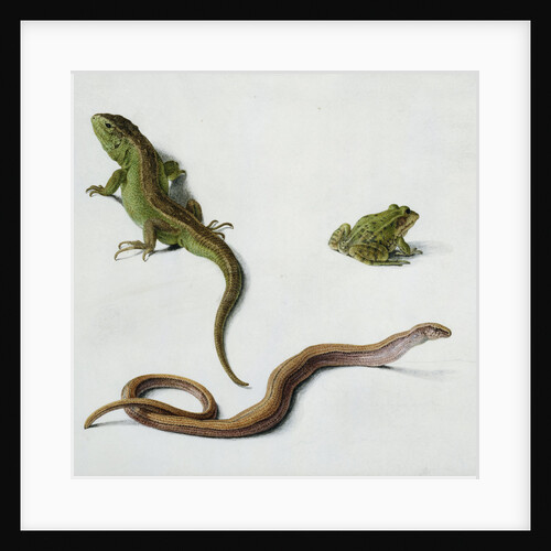 Studies of a Lizard, Snake and Frog by Karl Wilhelm Hamilton