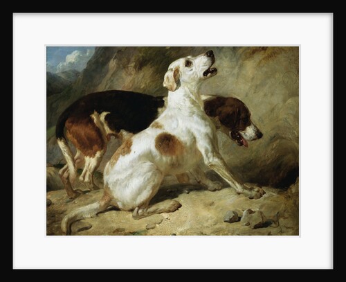 Foxhounds, Fox Gone to Earth: The Two Hounds Messmate and Coventry by Thomas Woodward