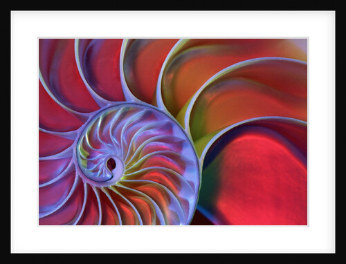 Chambered Nautilus in Colored Light by Anonymous