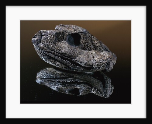 Fossil Skull of Ancient Amphibian by Anonymous
