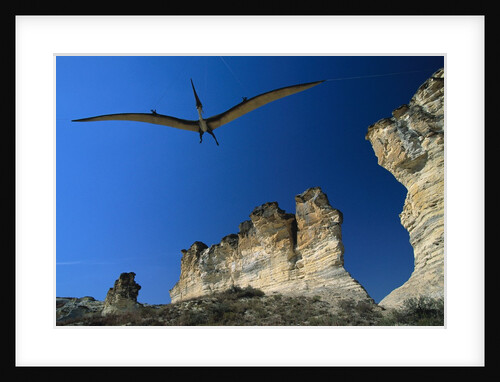 Pteranodon Longiceps Model in Flight by Anonymous