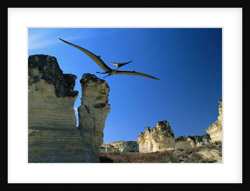 Pteranodon Longiceps in Flight by Anonymous