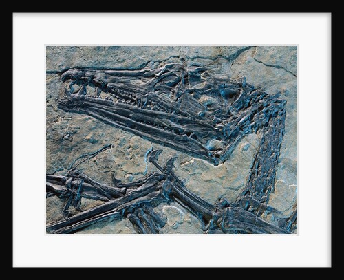 Oldest Pterosaur Fossil by Anonymous