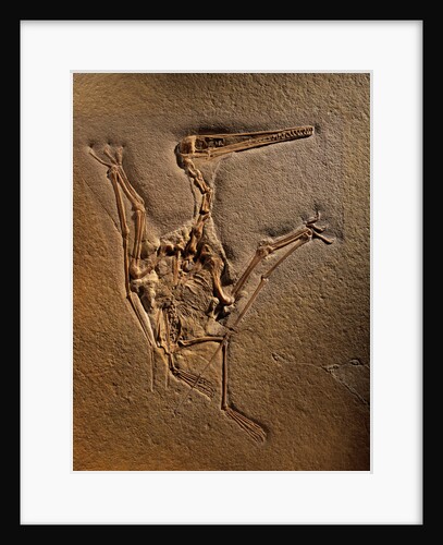 Pterodactylus Kochi Fossil by Anonymous