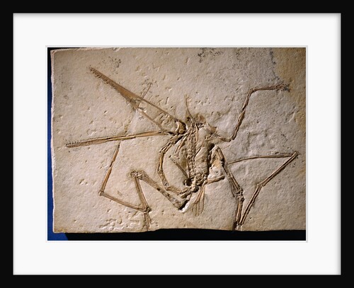 Fossilized Pterodactyl by Anonymous