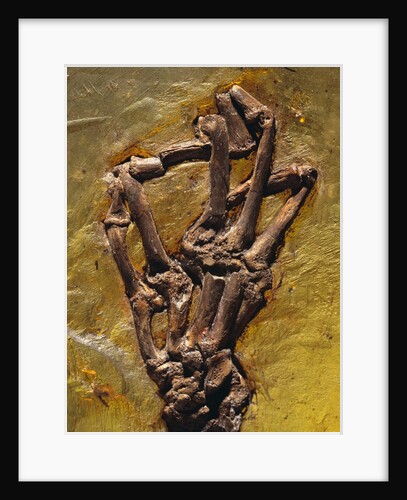 Monkey Hand Fossil by Anonymous