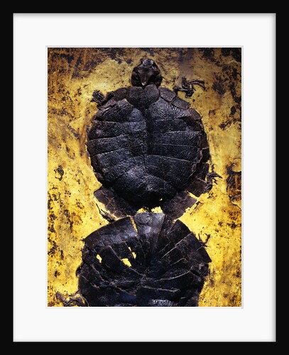 Pair of Freshwater Turtle Fossils by Anonymous