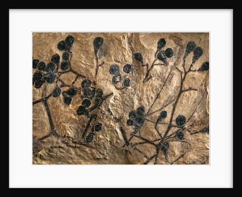 Fossil of Basswood Stems and Berries by Anonymous