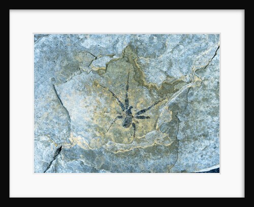 Male Spider Fossil from Messel Site by Anonymous