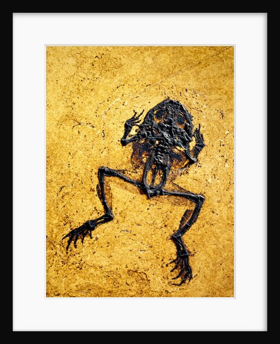 Fossil of Frog by Anonymous