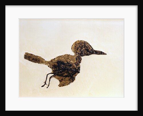 Fossil of Small Bird from Messel Site by Anonymous