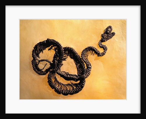 Complete Fossil of Large Snake by Anonymous
