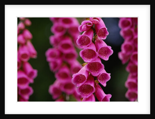 Foxglove in Bloom by Anonymous