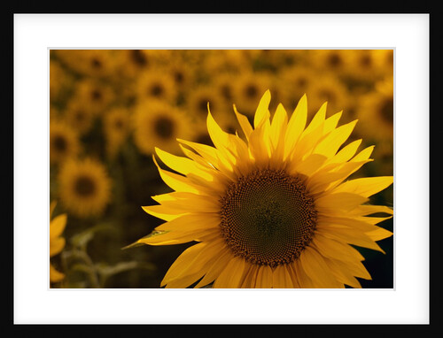 Close-Up of Sunflower by Anonymous