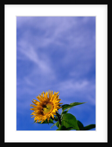 Sunflower Under Sky by Anonymous
