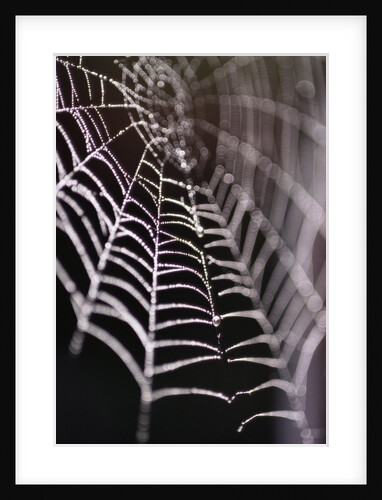 Dewy Spiderweb by Anonymous