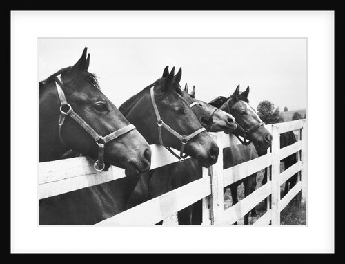 Horses Looking Over Fence at Alfred Vanderbilt's Farm by Anonymous