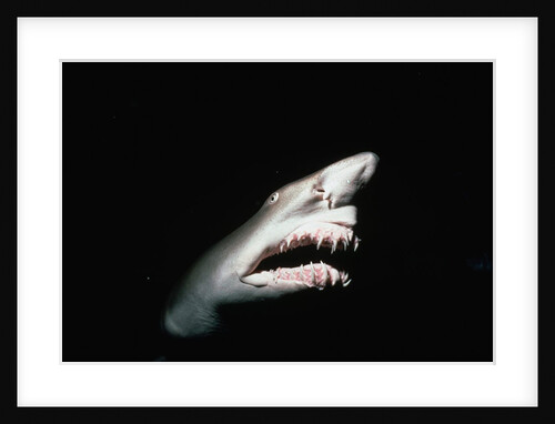 Grey Nurse Shark with Open Mouth by Anonymous
