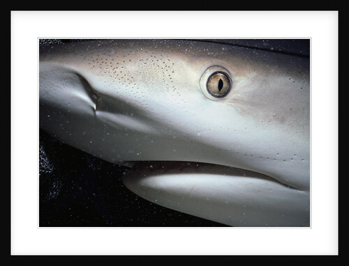 Mouth of Caribbean Reef Shark by Anonymous